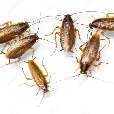 Resultados excelentes en control de cucaracha alemana